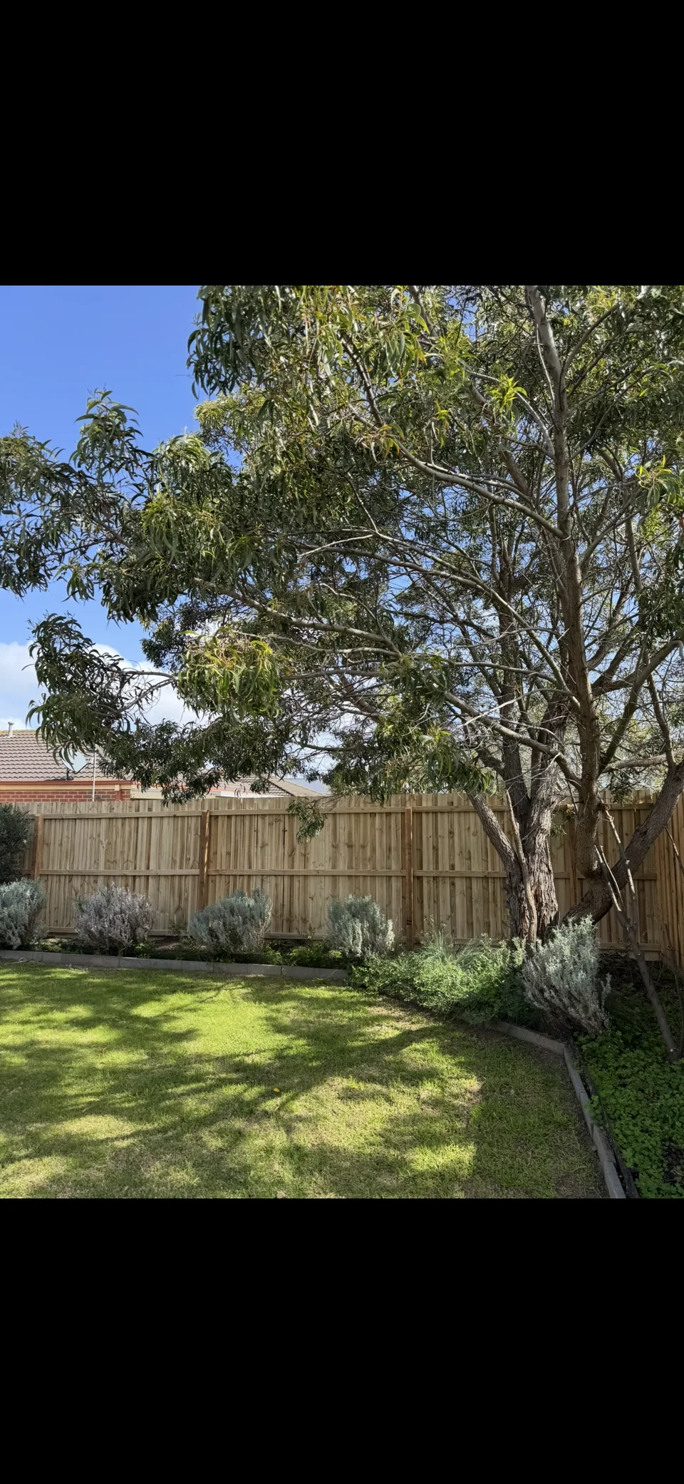 1.95 m timber paling fence behind a lawn and established garden