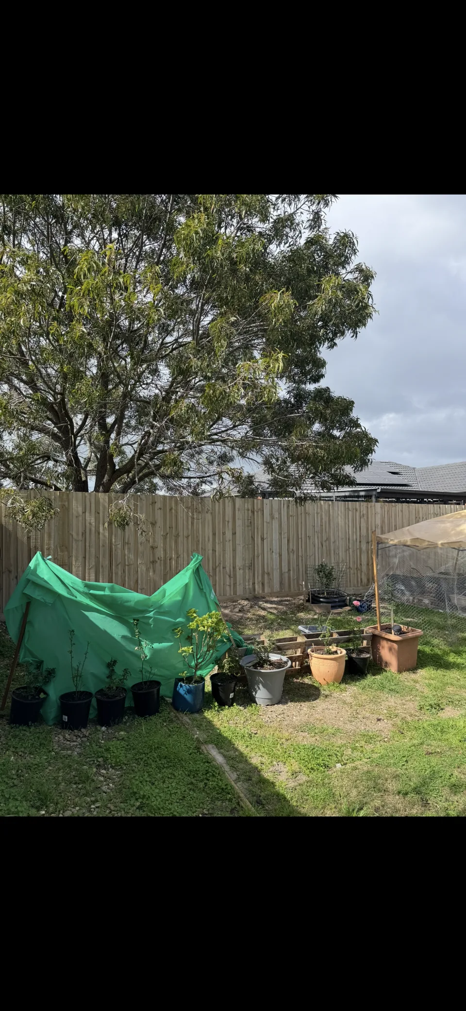 1.95 m timber paling fence behind vegetable beds and garden pots