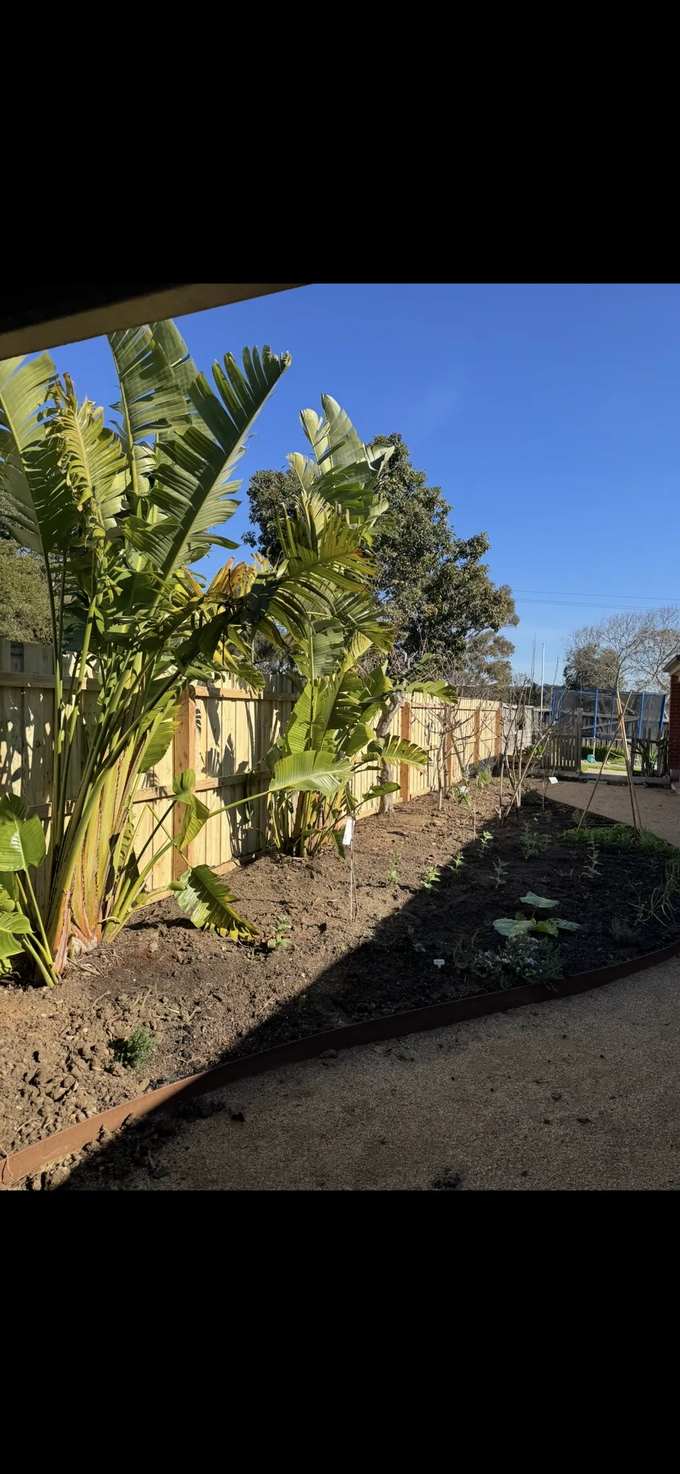 1.8 m timber paling fence behind planted beds and garden trees